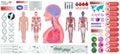 Human Anatomy, Body With Internal Organs Royalty Free Stock Photo